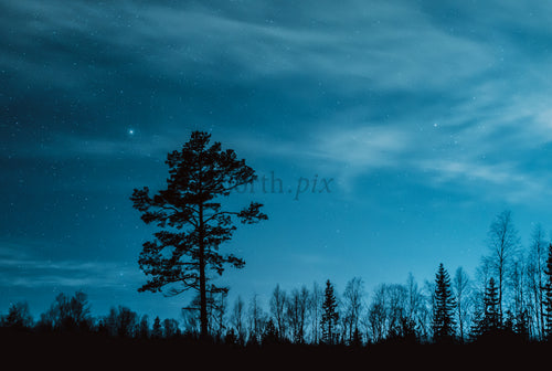 Pine tree silhouette under starry night sky