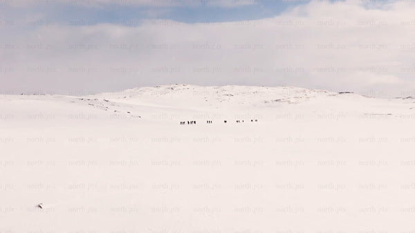 Winter hiking in Riksgränsen: Group of people trekking on snowy mountain