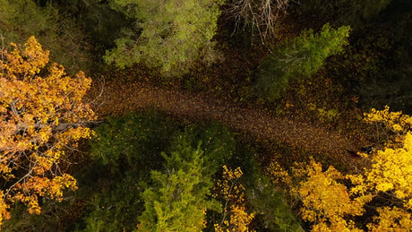Autumn Forest Walk in Luleå, Sweden: Aerial Drone View of Winding Path and Colorful Trees