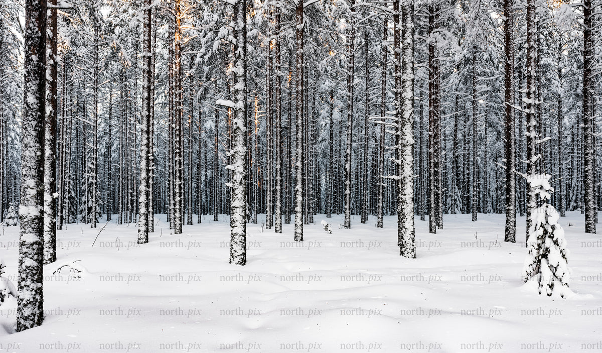 Snötäckta tallar i en vinterskog i skymningen