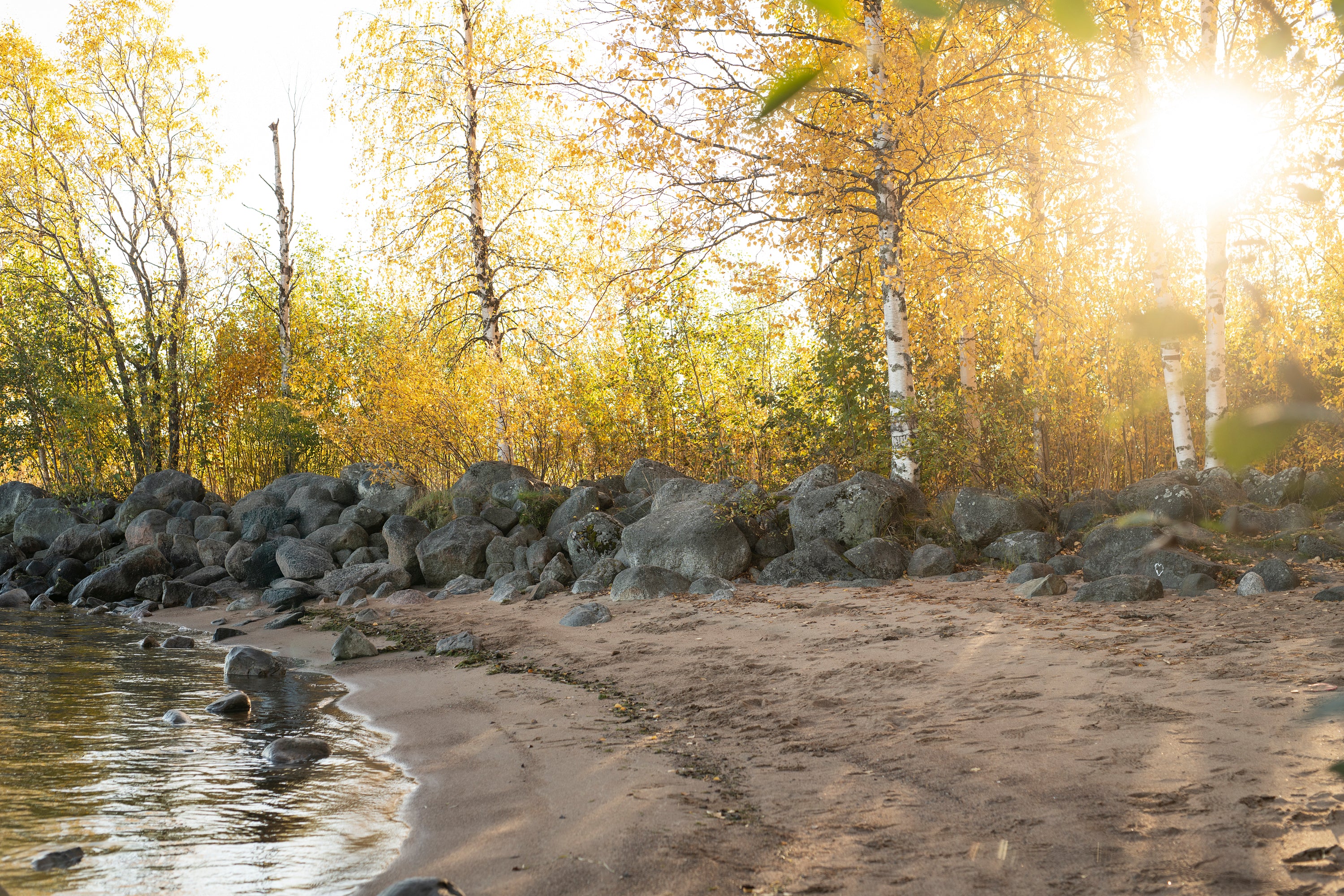 Sandy lakeshore with birch trees at sunset