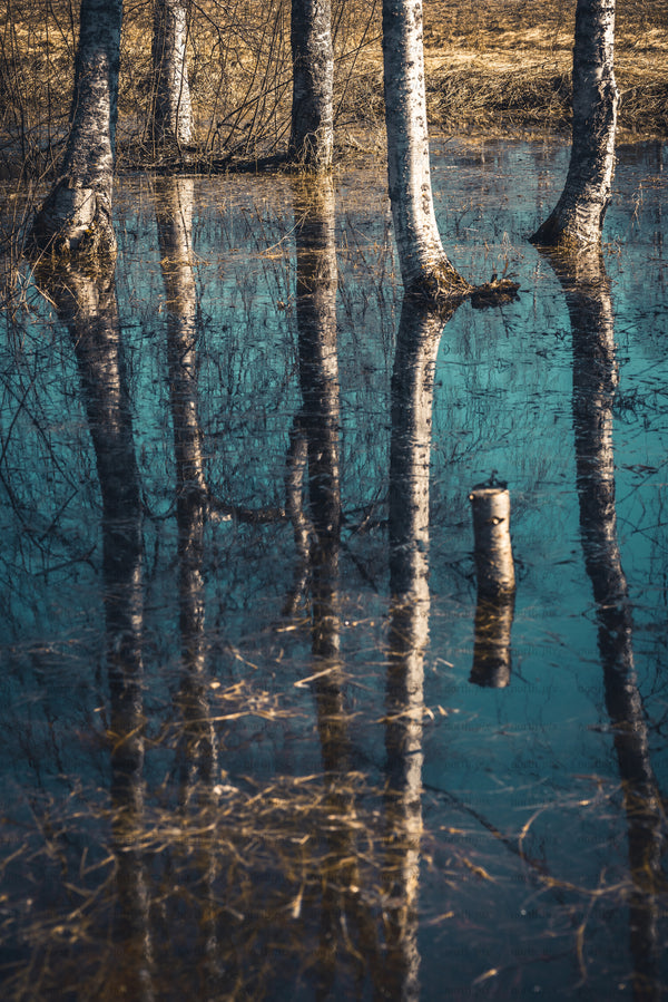 Birch tree trunks and reflections in shallow water