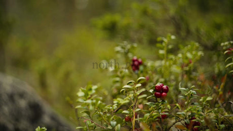 Picking Lingonberries in Luleå Archipelago on a Bright Summer Day