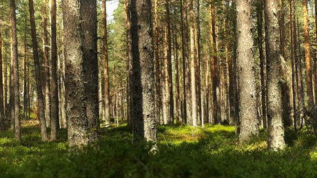 Fatbiking Through a Sunny Forest in Luleå, Sweden, During Summer