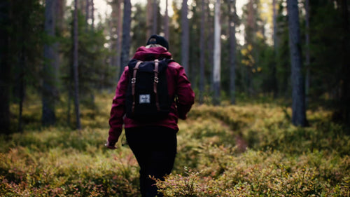 Höstvandring i Luleå, Sverige: Utforska skogsstigarna