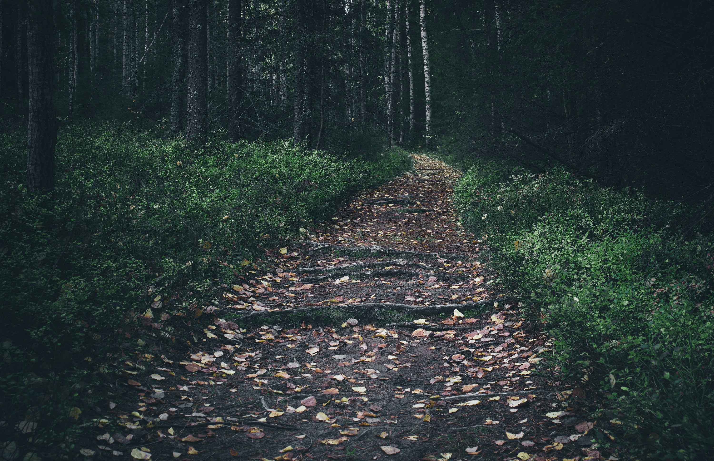 Forest path with fallen leaves and exposed roots