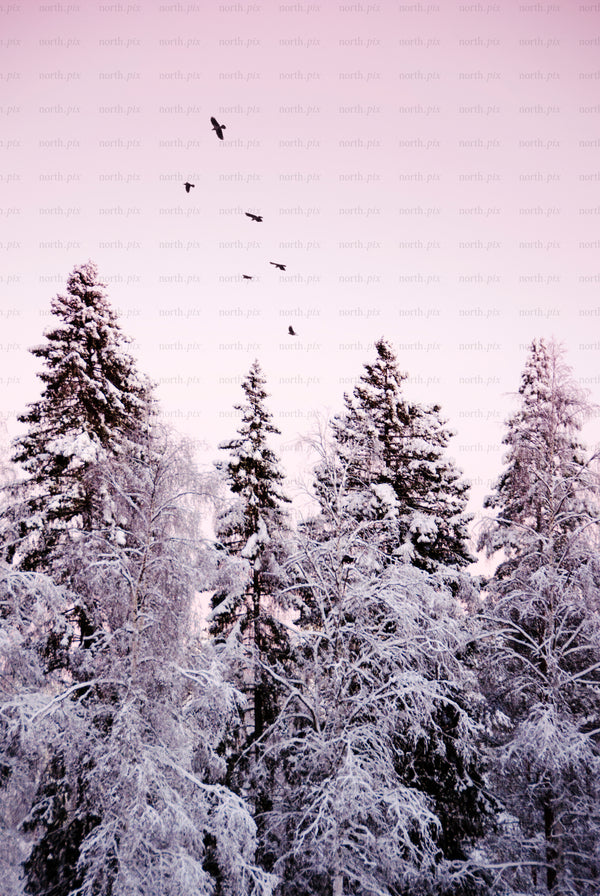 Snow-covered evergreen trees with birds in pink sky