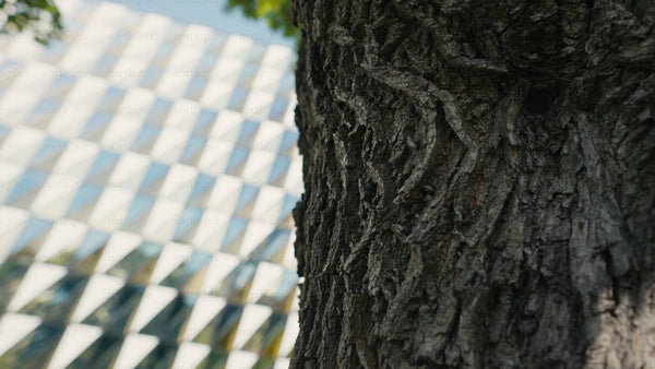 Modern architecture building with triangular glass facade and tree in focus