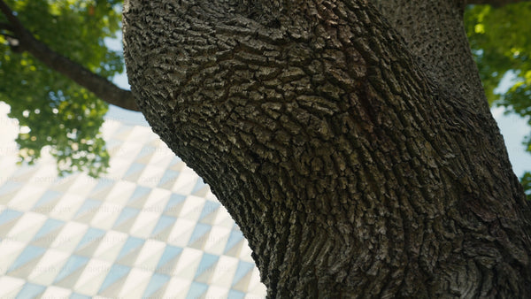 Tree trunk close up with modern building and slow pan upward in dappled light
