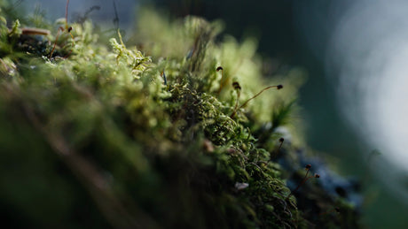 Macro Shot of Moss on Tree: Peaceful Forest in Summer