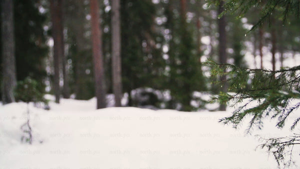 Fatbike riding through snowy forest in Luleå, winter day