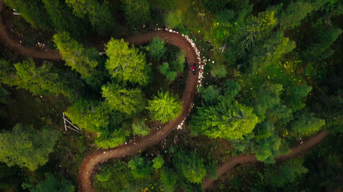 Mountainbiker på nedförsbacke i skogen på sommaren