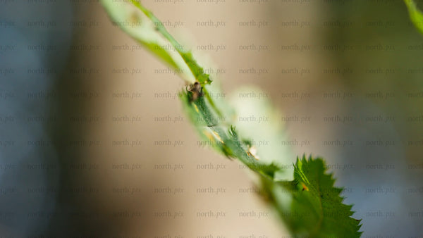 Macro insect on damaged leaf: A slow zoom out in the forest