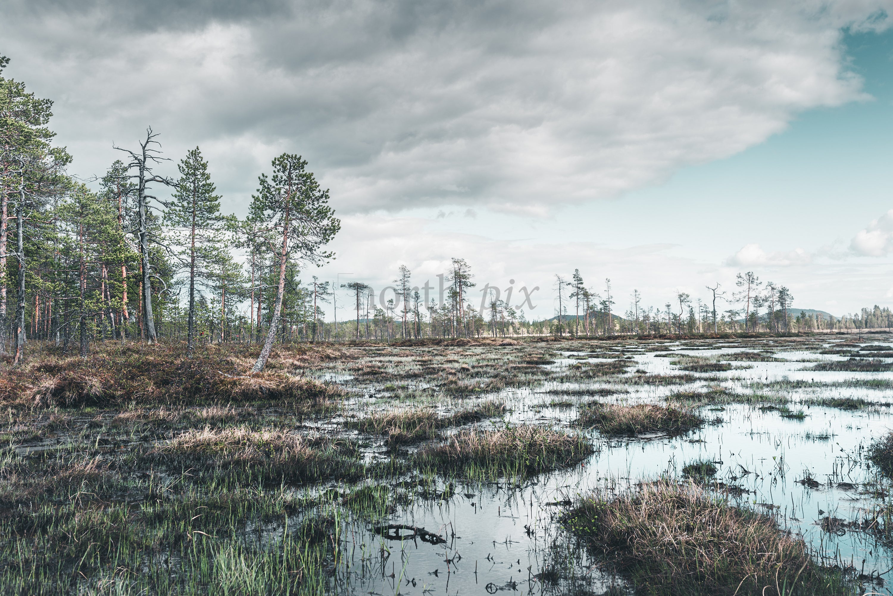 Pine trees on a marshland under overcast sky
