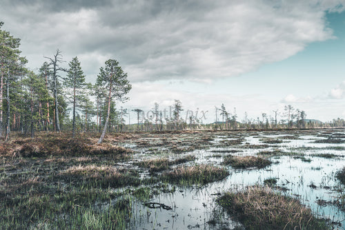 Tallar på ett kärr under mulen himmel