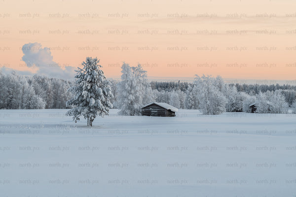 Snow-covered cabin and trees at sunrise in winter