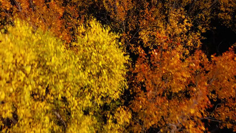 Autumn Evening Drone View of Colorful Trees in Luleå, Sweden Forest