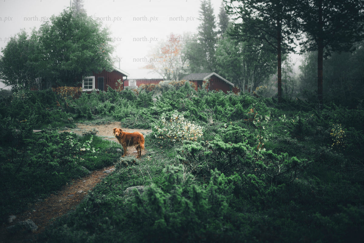 Dog in forest near cabin in autumn morning