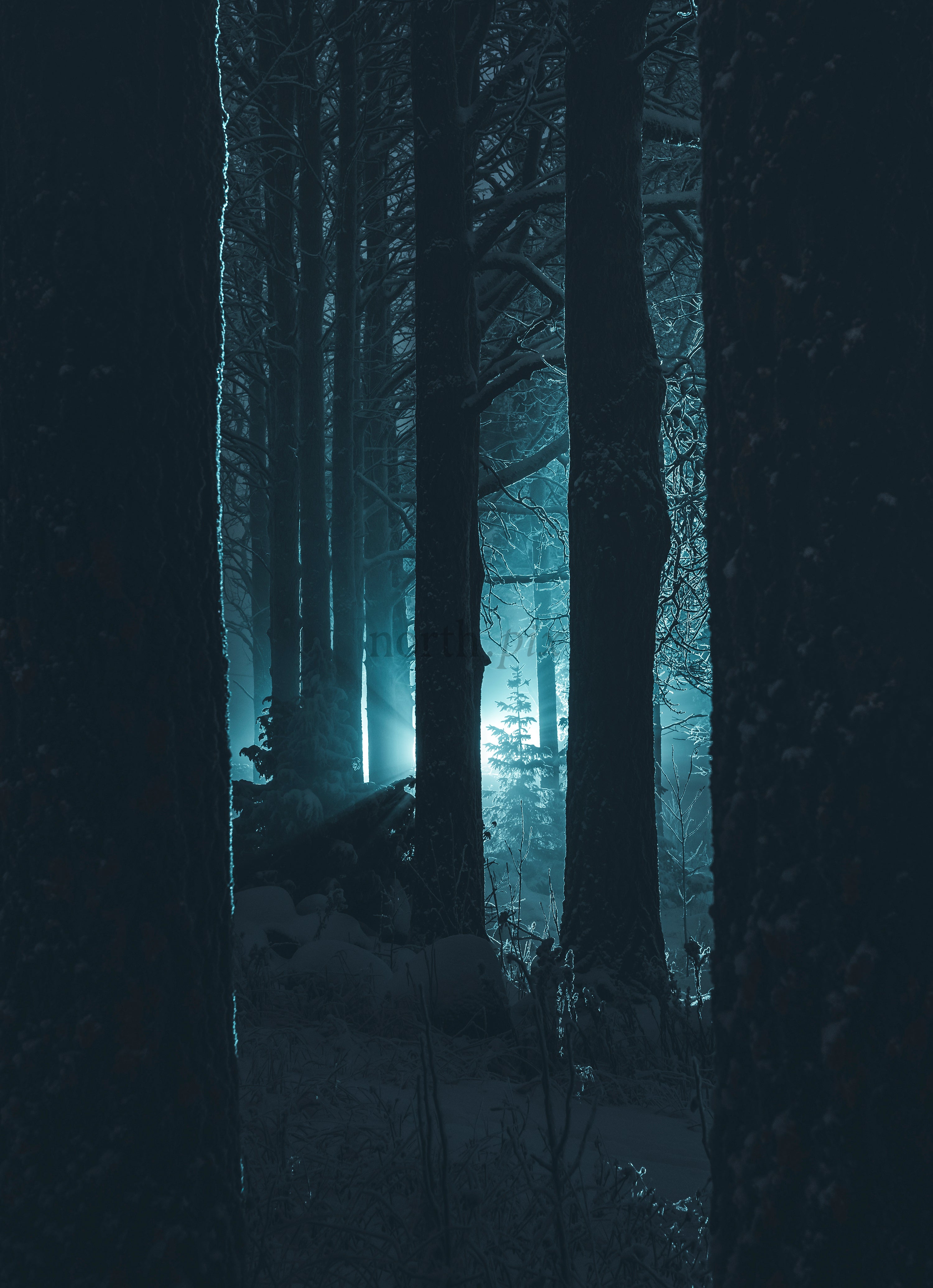 Pine trees silhouetted against blue backlight in snow