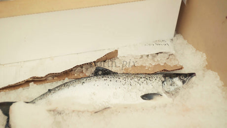 Fresh Salmon on Ice: Seafood Delivery and Culinary Delights