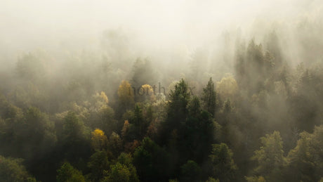 Misty Autumn Forest Sunrise: Aerial View of Foggy Trees and Colorful Leaves in Fall
