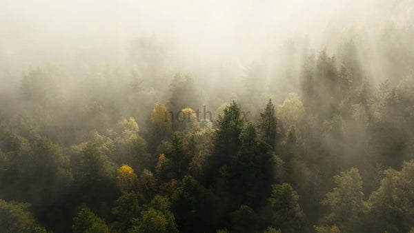 Misty Autumn Forest Sunrise: Aerial View of Foggy Trees and Colorful Leaves in Fall