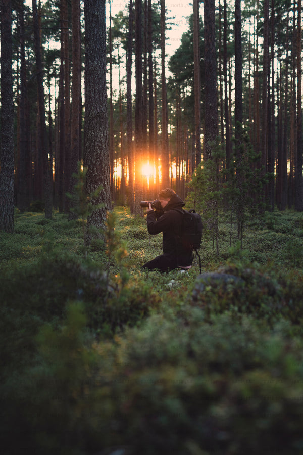 Photographer kneeling in pine forest at sunset