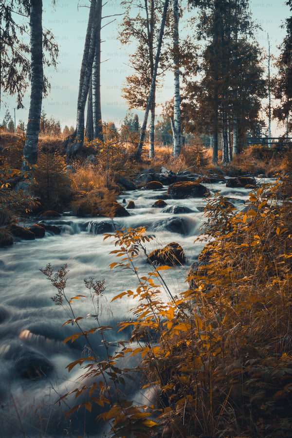 Autumn stream flowing through birch forest