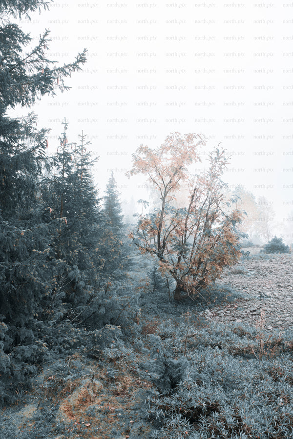 Autumn birch tree beside spruce in foggy clearing