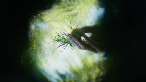 Makro roterande bild av tallgren i mörk skog, mjuk fokus naturbakgrundsvideo