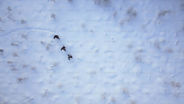 Aerial view of people snowshoeing in Gunnarsbyn