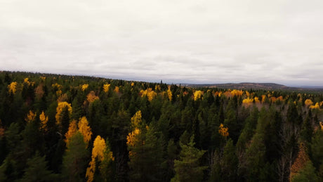 Autumn Colors in Luleå: Drone Footage over Bällingeberget Forest, Sweden