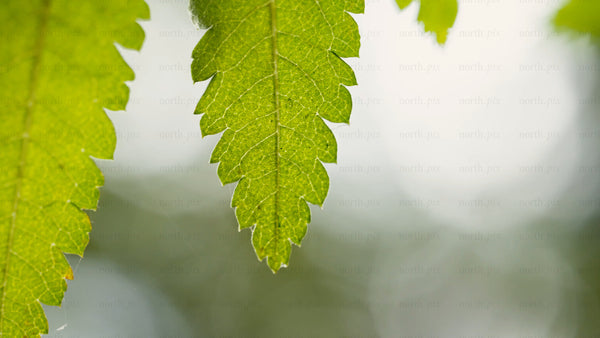 Macro close-up of green leaves swaying in the summer breeze