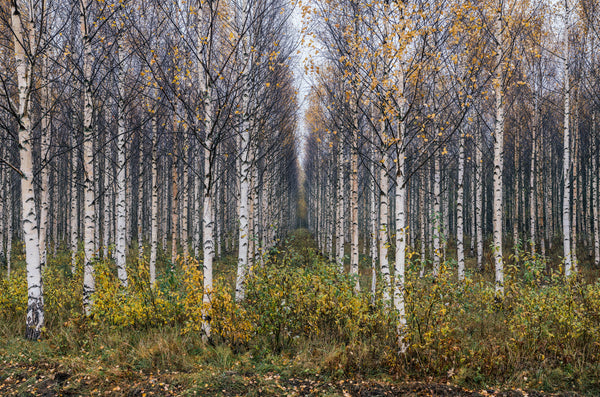 Symmetrical birch alley in an autumn forest