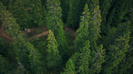 Mountain Biker Riding Downhill on a Forest Trail