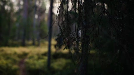 Autumn Hike in Luleå, Sweden: Two Hikers Explore a Tranquil Boreal Forest