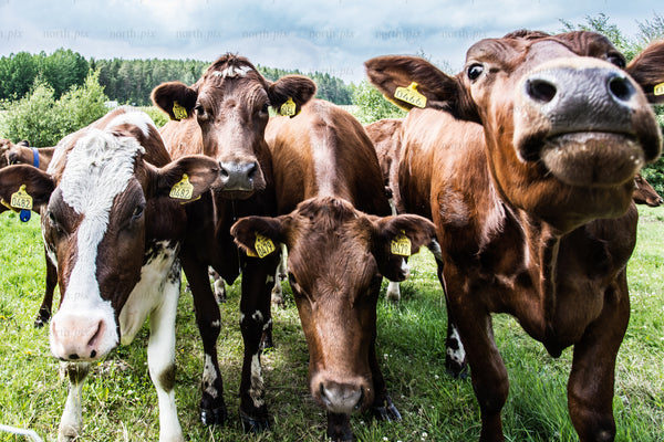 Cows in a grassy pasture on a cloudy day