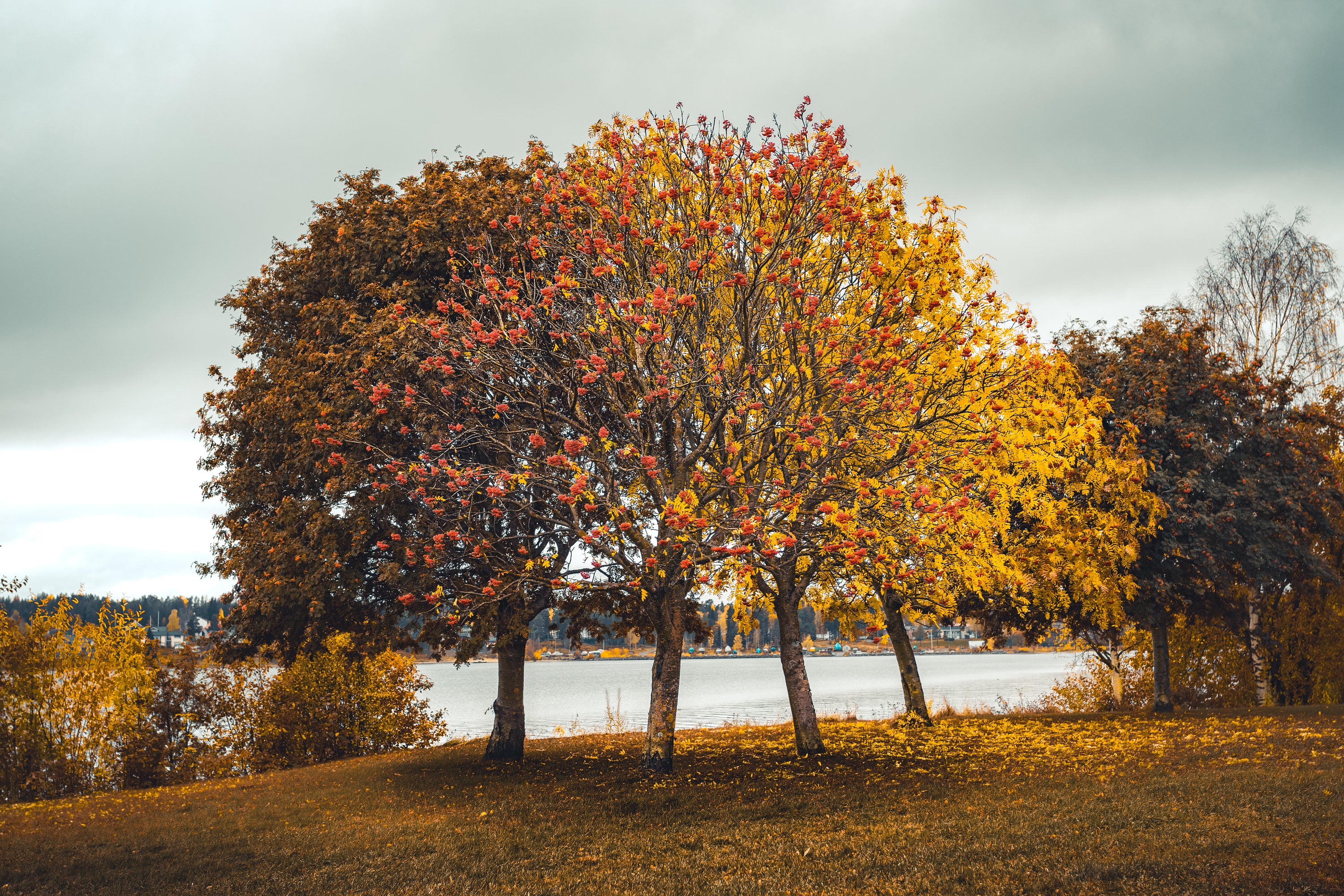 Autumn trees by lake with colorful foliage