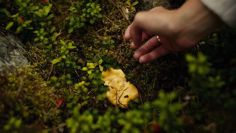 Foraging Chanterelle Mushrooms in Luleå's Summer Forest