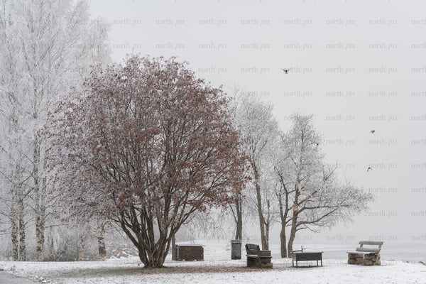 Trees and benches on a snowy lakeshore, winter day