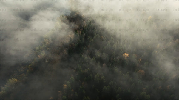 Aerial view of misty autumn forest – moody establishing shot