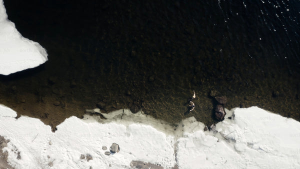 Winter ice bathing in Luleå: Aerial drone view of two people in icy water