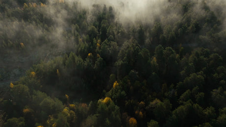 Misty Autumn Forest Aerial View: Fog Over Trees and Water