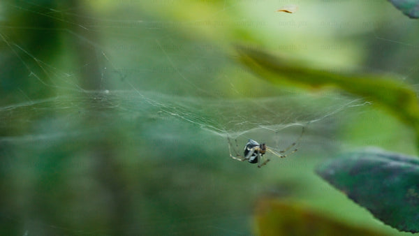 Macro shot of spider in web with slow camera movement and blurred green background