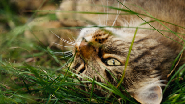 Playful tabby cat rolls in green grass: A summer joy macro shot