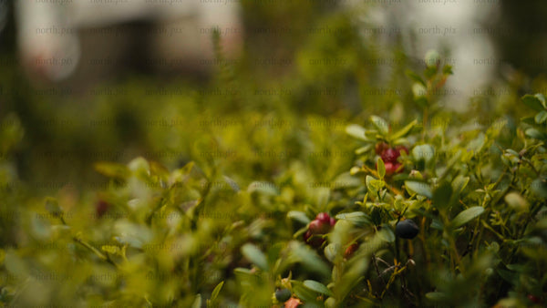 Picking lingonberries in Luleå archipelago forest during summer