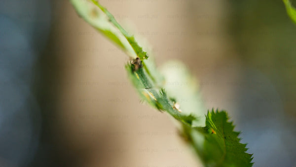 Macro insect on damaged leaf: A slow zoom out in the forest