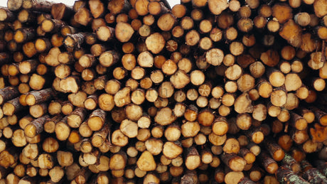 Stack of Logs in Forest: Timber Industry and Sustainable Forestry