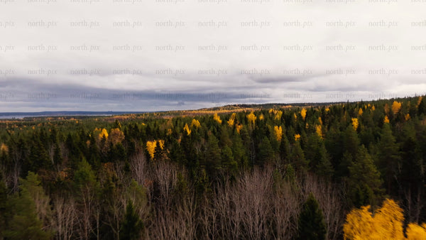 Drone shot of an autumn forest in Luleå, with the Baltic Sea