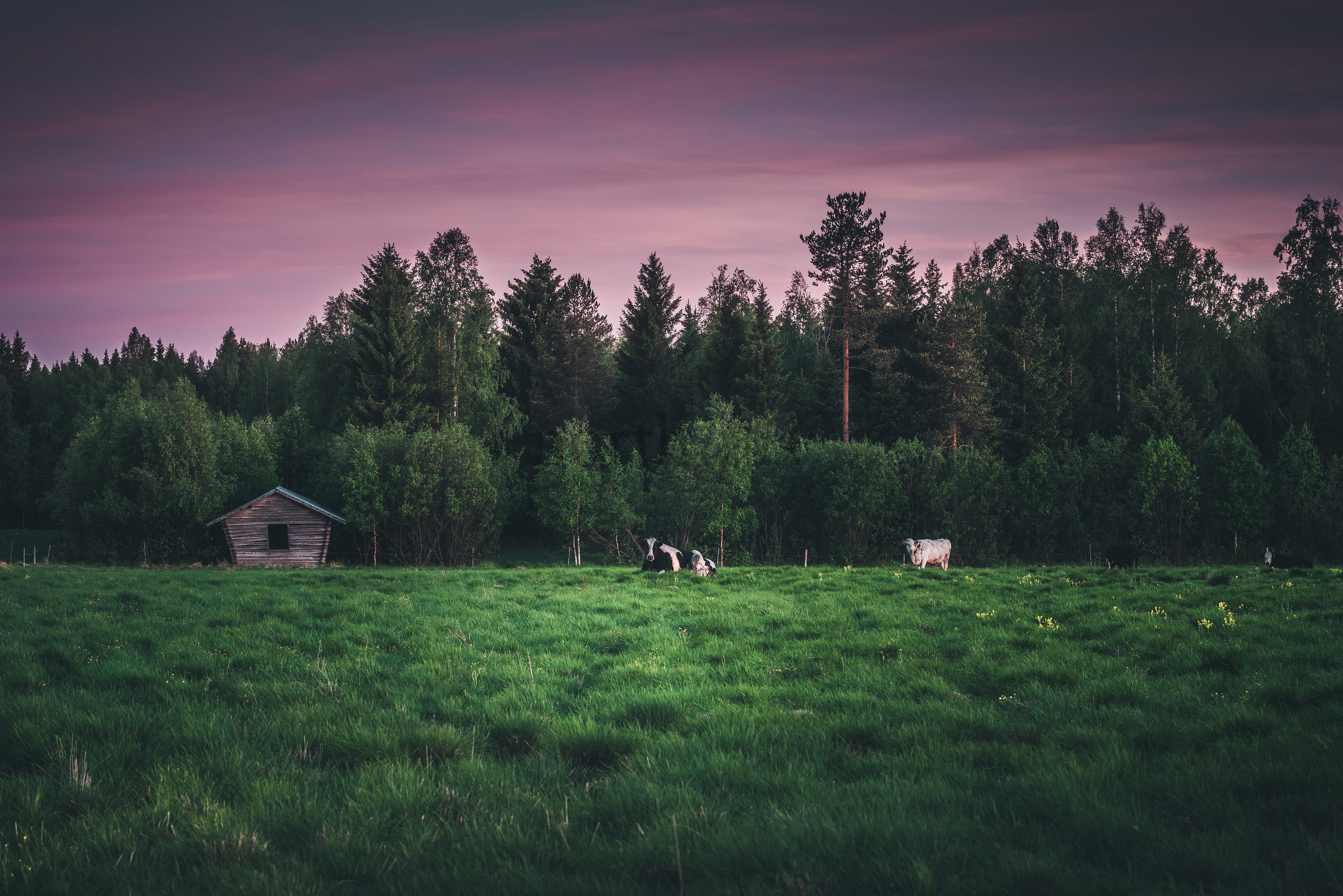 Cows grazing in a green pasture with shed at dusk